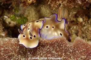 Sangie Island - North Sulawesi by Henrik Gram Rasmussen 